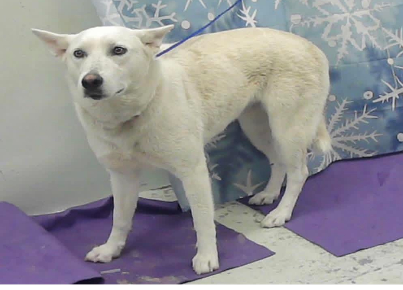 Other Photos of thie Dog