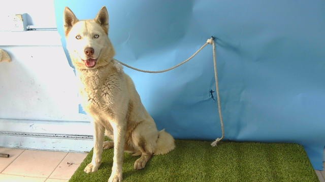 Other Photos of thie Dog