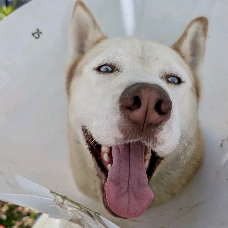 Other Photos of thie Dog