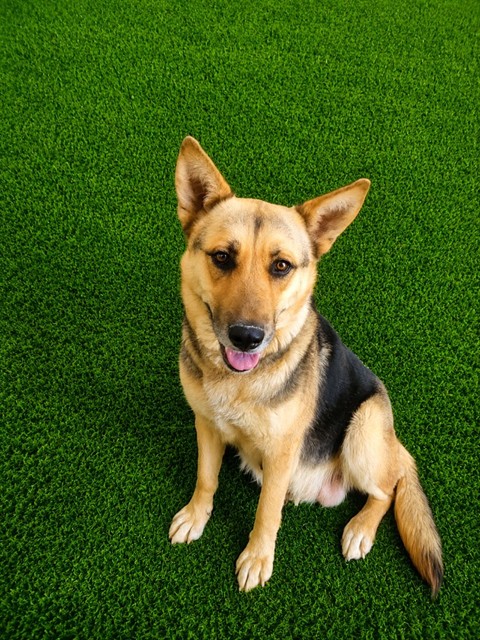 Tina, a German Shepherd, available for adoption