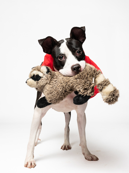 Lotus, a Terrier, available for adoption