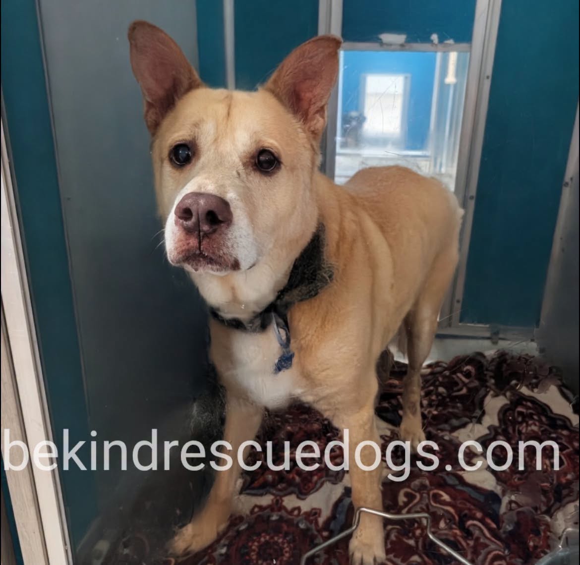 A478190, a Anatolian Shepherd, available for adoption