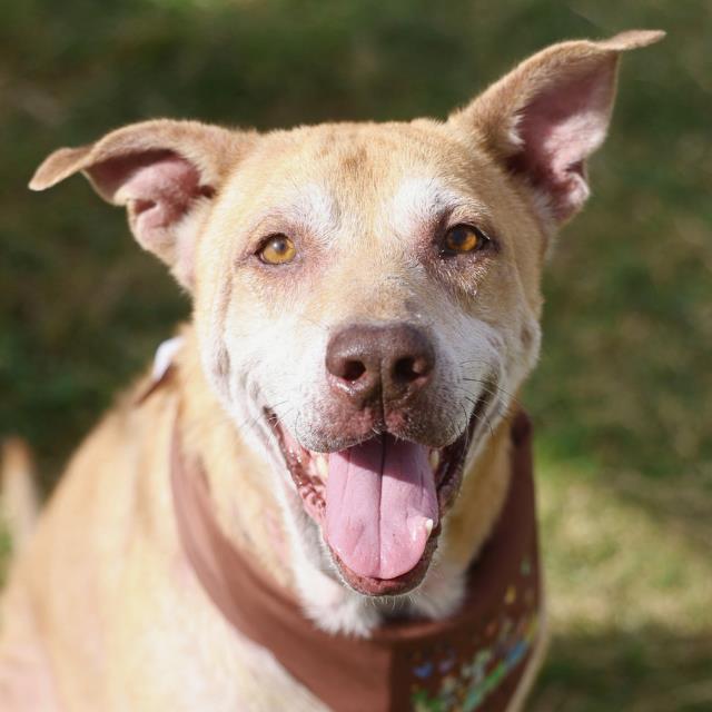 Coco, a Shepherd, available for adoption