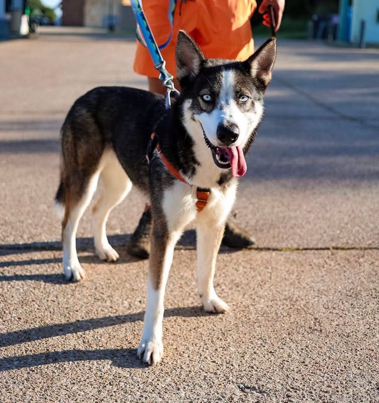Henrietta, a Siberian Husky, available for adoption