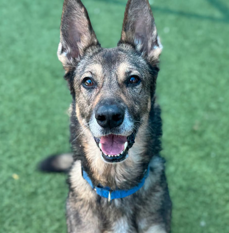 Esme, a German Shepherd, available for adoption