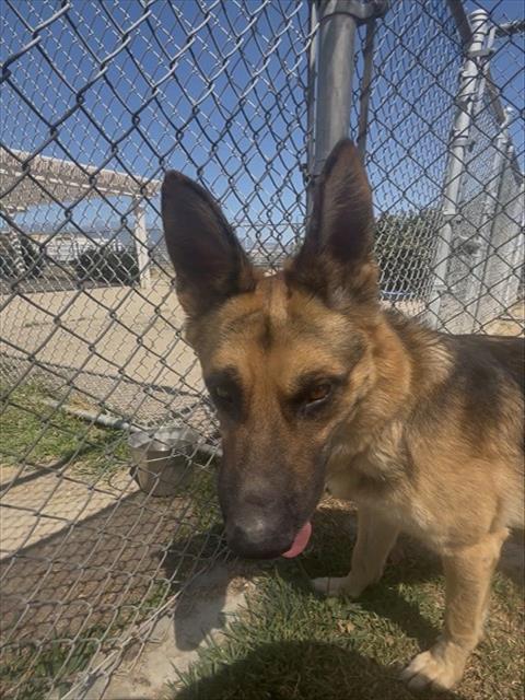 Roberto, a German Shepherd, available for adoption