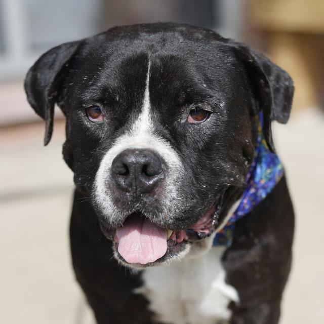 Oso, a American Staffordshire Terrier (mix breed), available for adoption