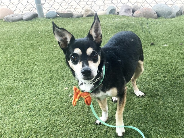 Archie, a Chihuahua, available for adoption