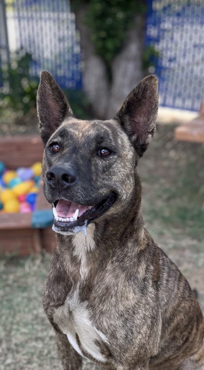 Mistletoe, a Shepherd, available for adoption