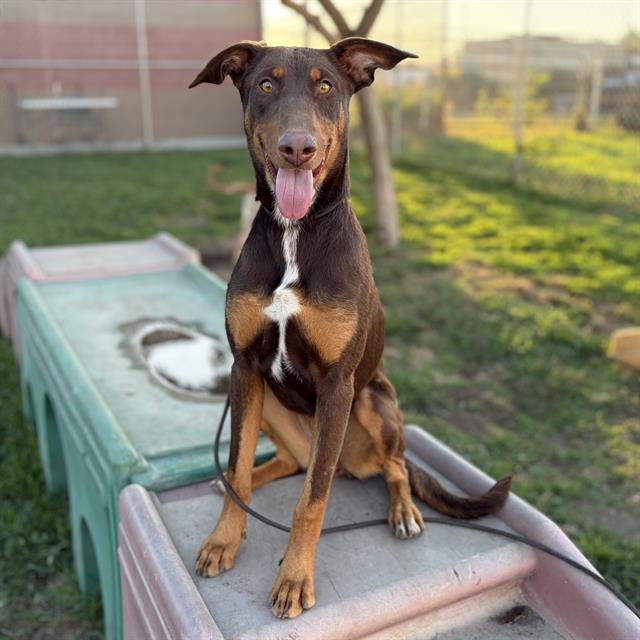Dove, a Doberman Pinscher, available for adoption