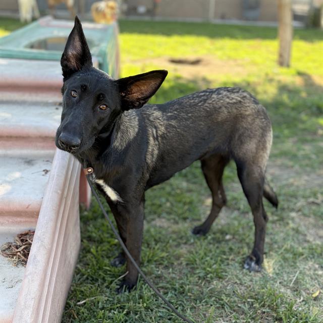 Jesse, a Belgian Shepherd Malinois, available for adoption