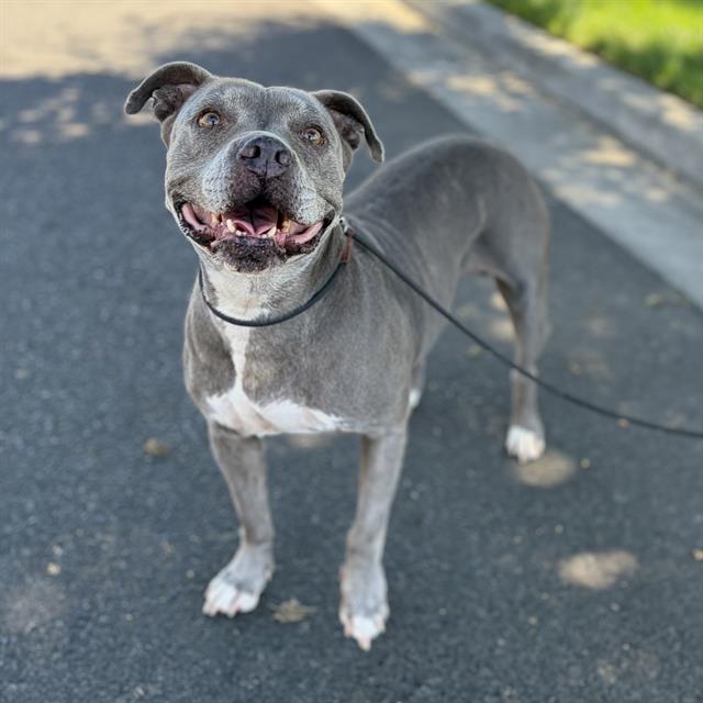 Alizee, a Pit Bull Terrier, available for adoption