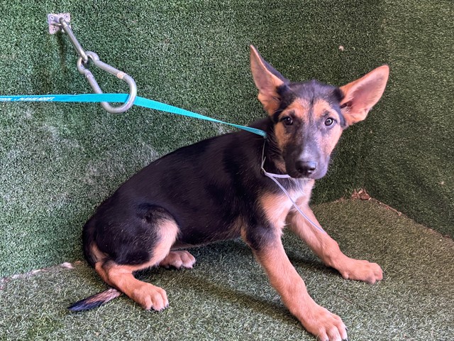 Peach, a German Shepherd, available for adoption