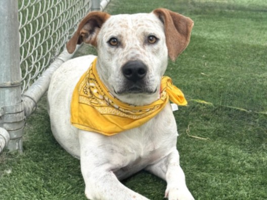Buster Perez, a Australian Cattle Dog/Blue Heeler, available for adoption