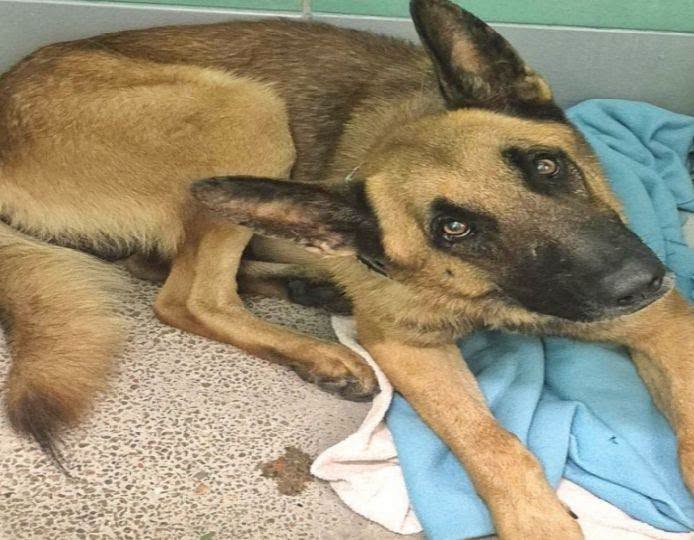 Marco, a German Shepherd, available for adoption