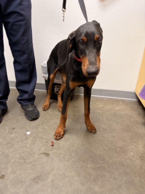 Dolly, a Doberman Pinscher, available for adoption