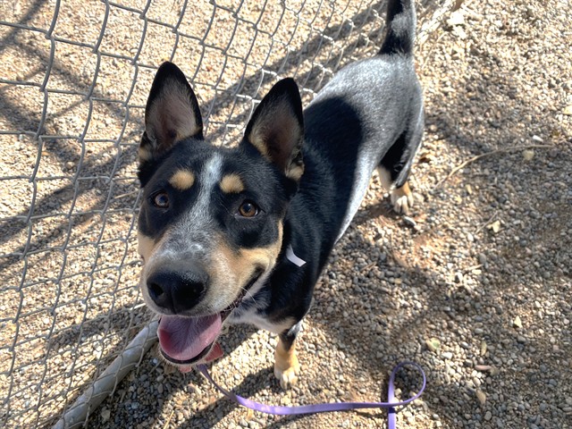 Sake, a Australian Cattle Dog/Blue Heeler (mix breed), available for adoption