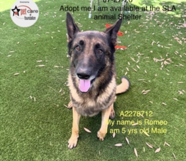 Romeo, a Belgian Shepherd Malinois (mix breed), available for adoption
