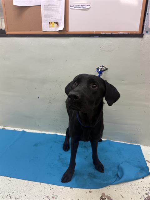 Mick, a Black Labrador Retriever (mix breed), available for adoption