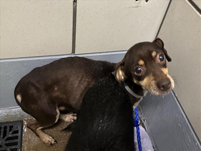 Waffles, a Chihuahua (mix breed), available for adoption