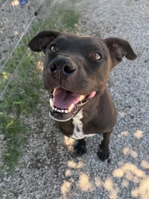 Adoptable pet photo