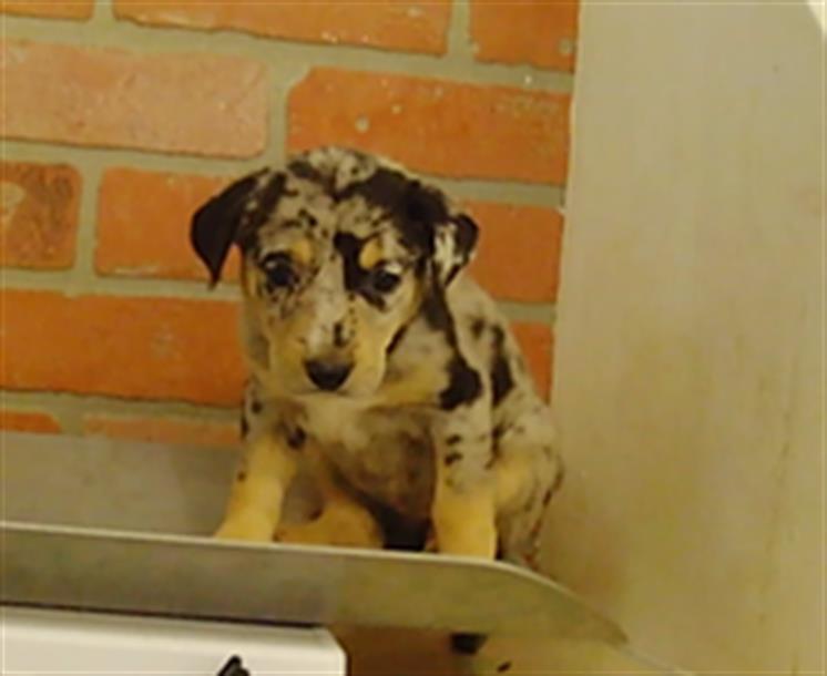 Adoptable pet photo