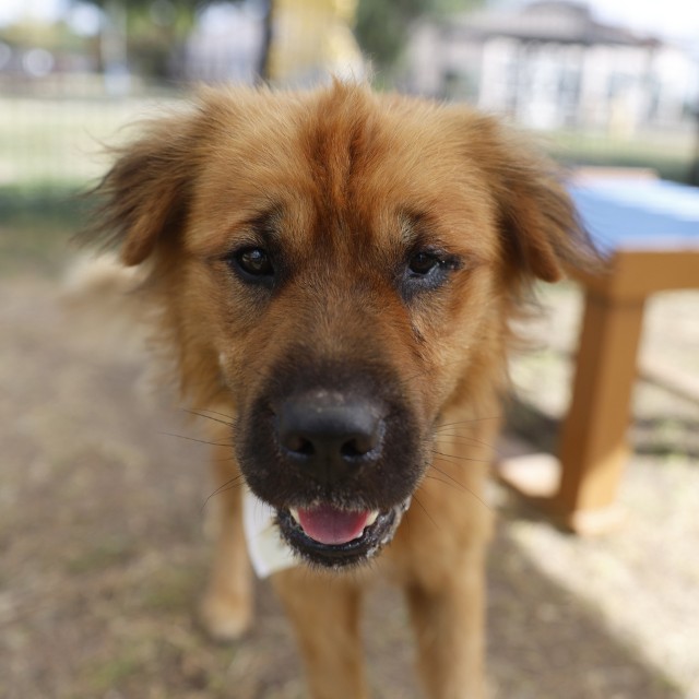 Adoptable pet photo