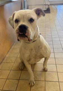Adoptable pet photo