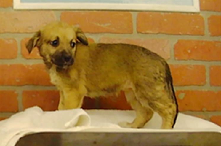 Adoptable pet photo