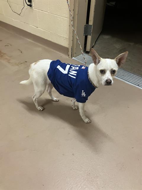 Pablo, a Chihuahua (mix breed), available for adoption