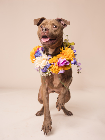 Becky, a Pit Bull Terrier (mix breed), available for adoption