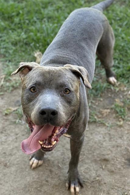 Makaveli, a Pit Bull Terrier, available for adoption