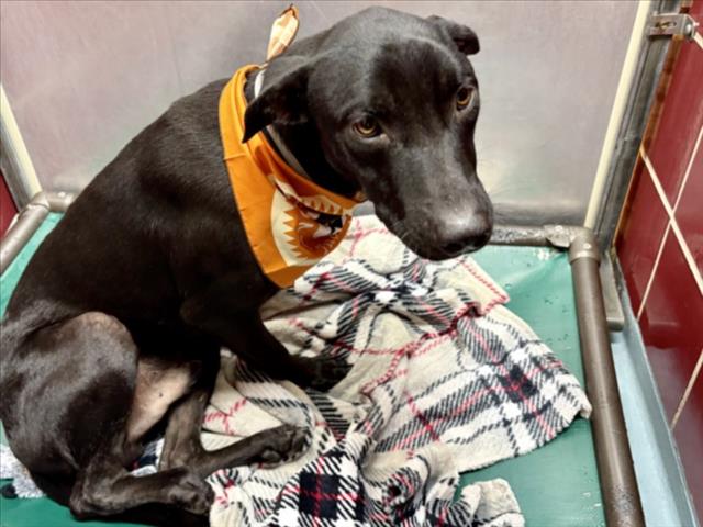Rex, a Black Labrador Retriever (mix breed), available for adoption