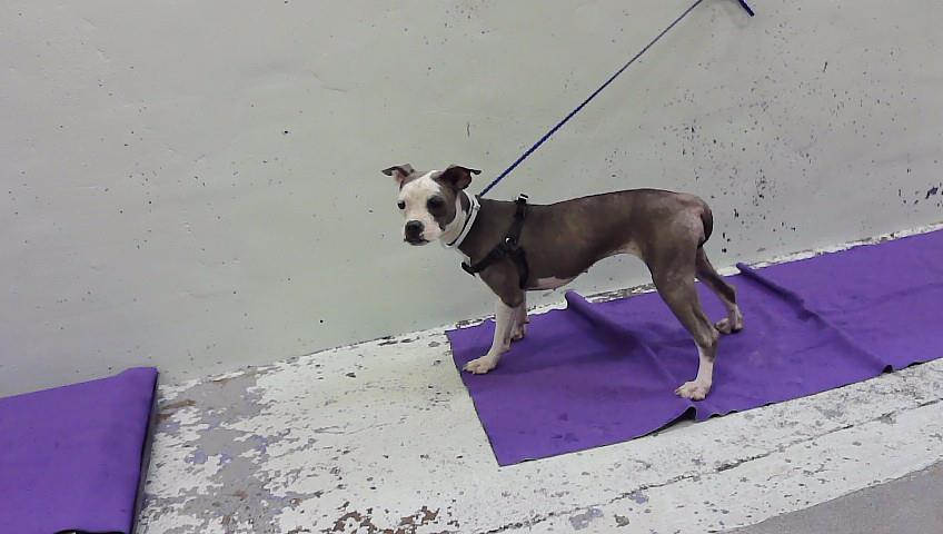 Serena, a Staffordshire Bull Terrier (mix breed), available for adoption