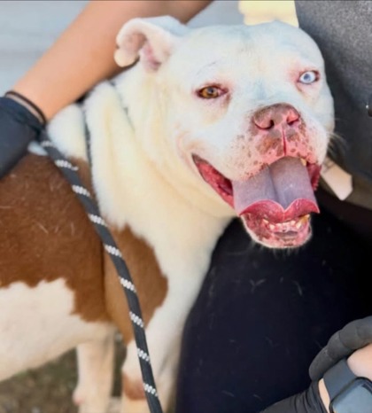 Blue, a Pit Bull Terrier, available for adoption