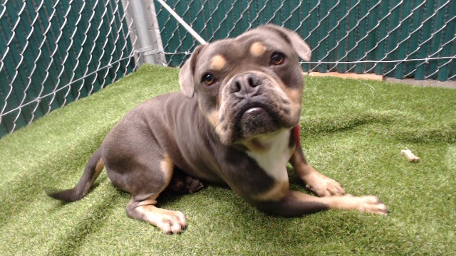 Draco, a American Bulldog, available for adoption