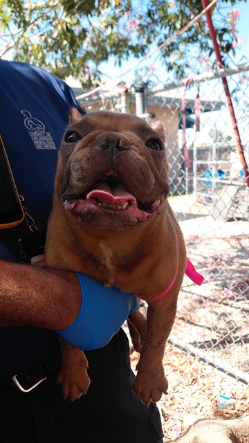 Queen, a French Bulldog, available for adoption