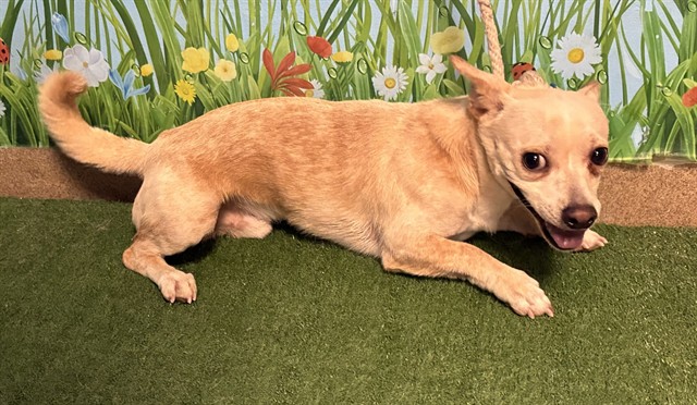Po, a Chihuahua, available for adoption