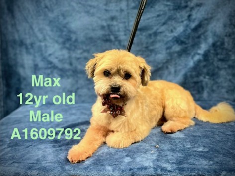 Max, a Shih Tzu, available for adoption