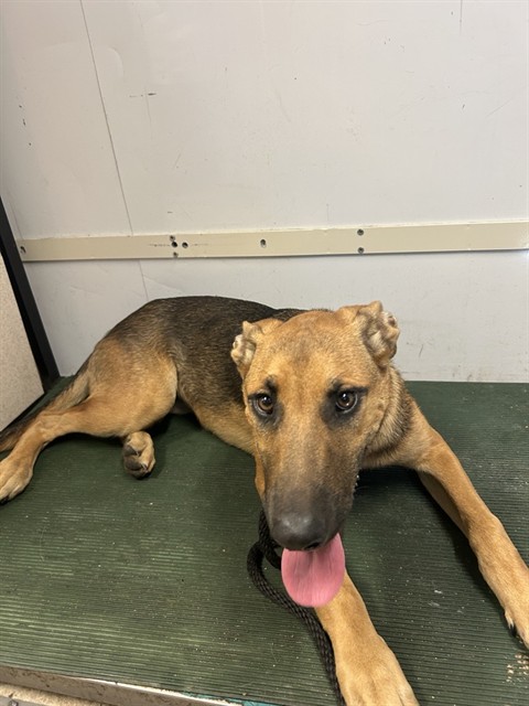 Willow, a German Shepherd, available for adoption