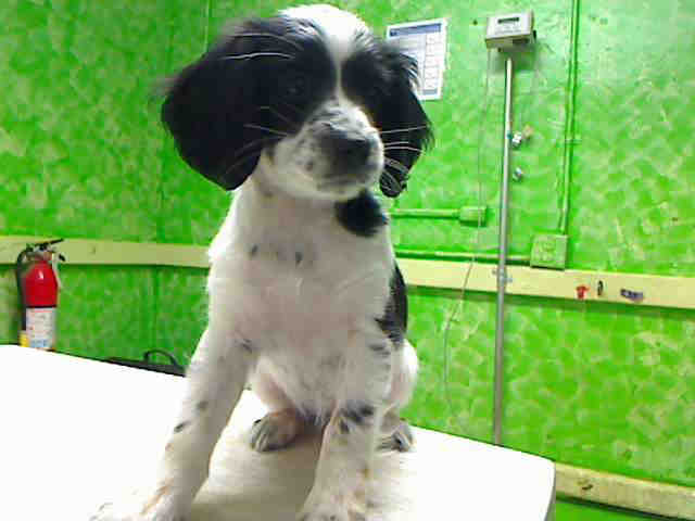Diamond, a Cocker Spaniel, available for adoption