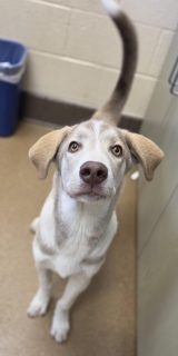 Harvey, a Labrador Retriever (mix breed), available for adoption
