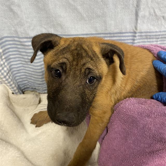 A614248, a Belgian Shepherd Malinois, available for adoption