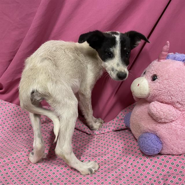 Rumi, a Border Collie, available for adoption