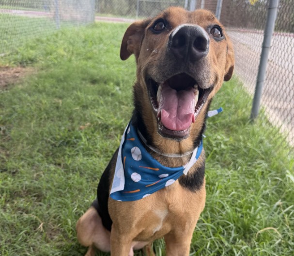 Grover, a German Shepherd (mix breed), available for adoption