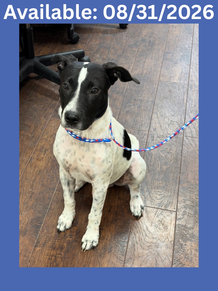 Dog Kennel #14, a German Shorthaired Pointer (mix breed), available for adoption