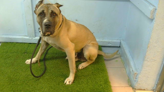 Boss, a Mastiff, available for adoption