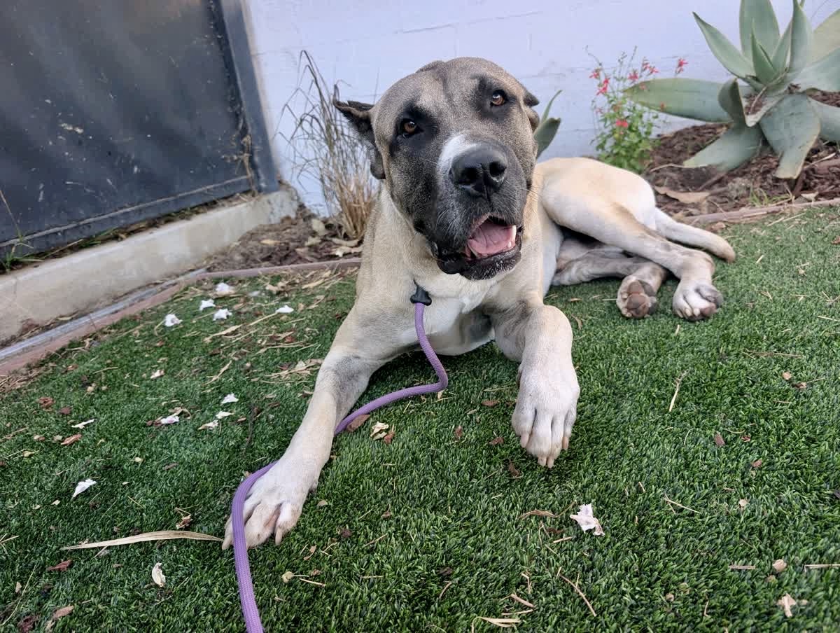 Boss, a Mastiff, available for adoption