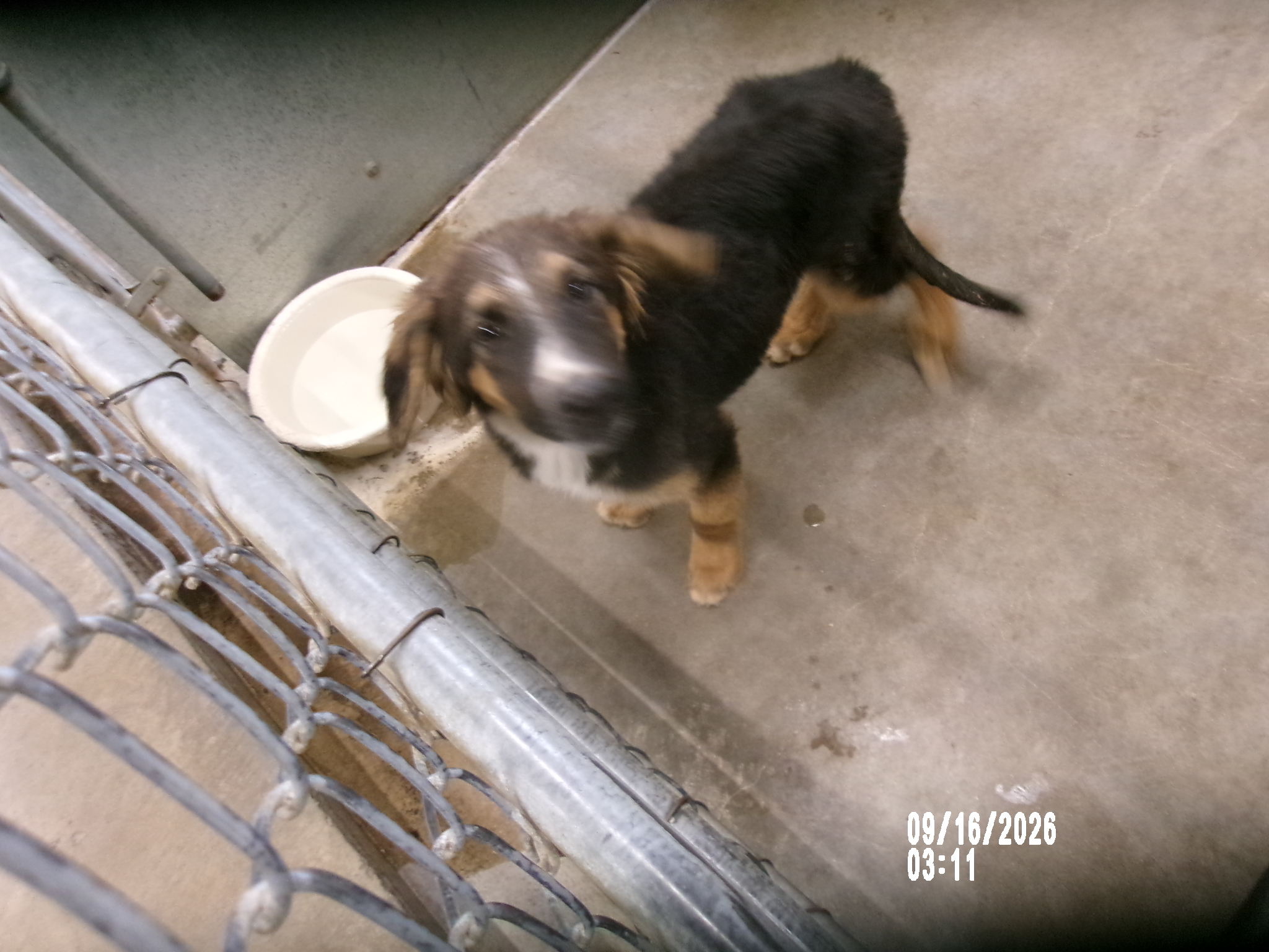 Jane, a Australian Cattle Dog/Blue Heeler (mix breed), available for adoption