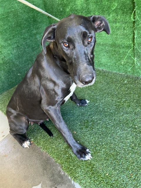 A5801028, a Great Dane, available for adoption